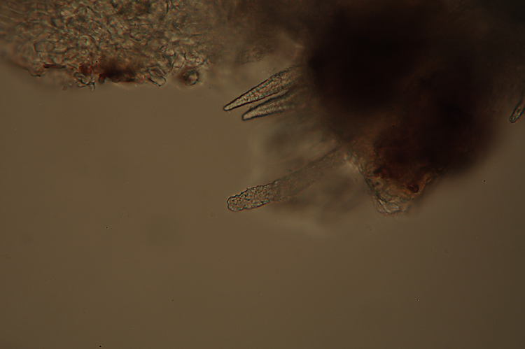 Crosta grigia su acero - foto 3034 (Scopuloides rimosa)